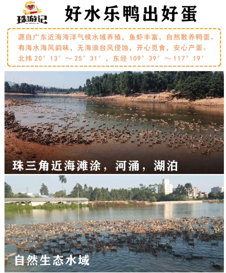珠油記咸鴨蛋/凹?xì)は跳喌?裂紋咸鴨(圖5)
