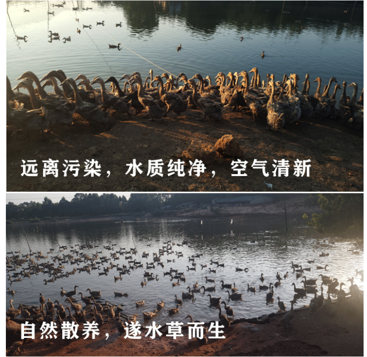 珠油記咸鴨蛋/凹?xì)は跳喌?裂紋咸鴨(圖6)