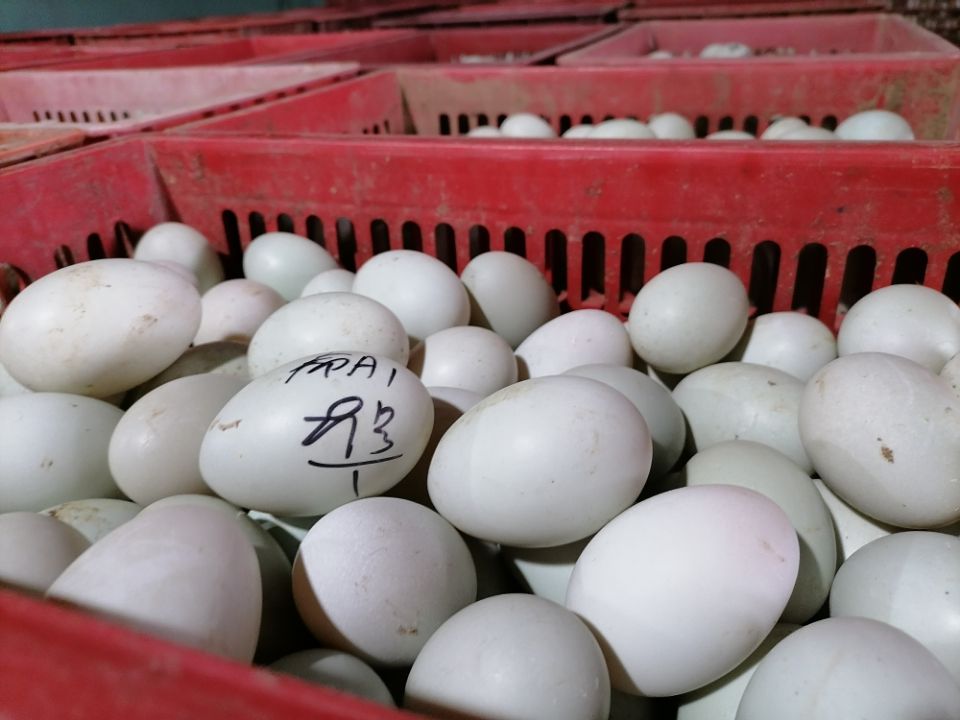 回味源咸蛋黃：影響月餅蛋黃出油效果的3個因素你都知道嗎？(圖2)